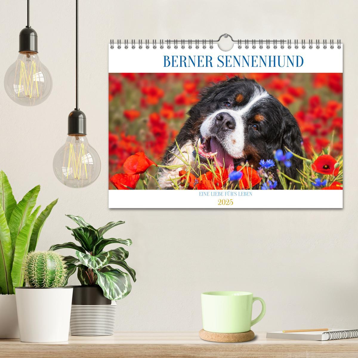 Bild: 9783383925252 | Berner Sennenhund - Eine Liebe für´s Leben (Wandkalender 2025 DIN...