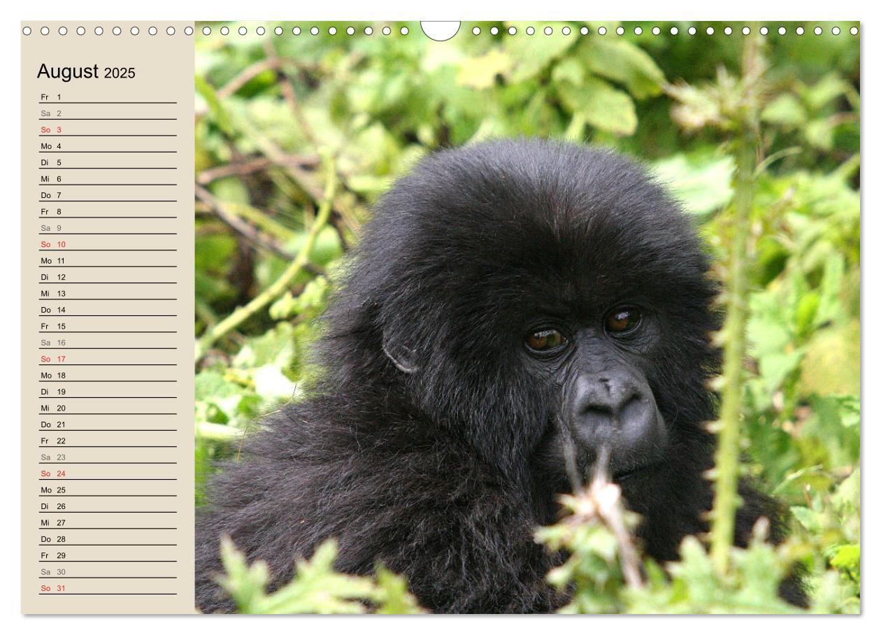 Bild: 9783435524440 | Berggorillas - die sanften Riesen (Wandkalender 2025 DIN A3 quer),...