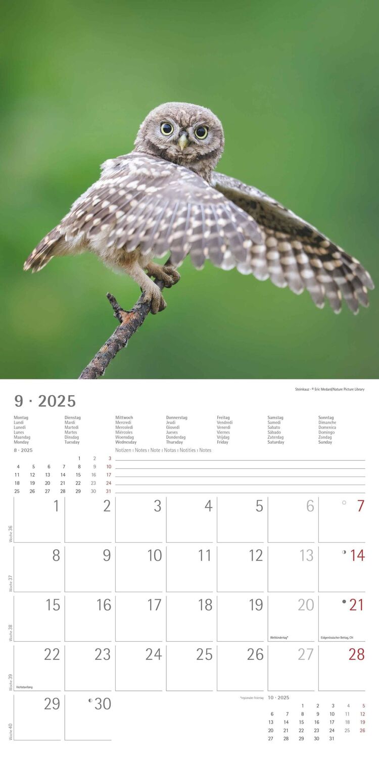 Bild: 4251732340735 | Eulen 2025 - Broschürenkalender 30x30 cm (30x60 geöffnet) -...