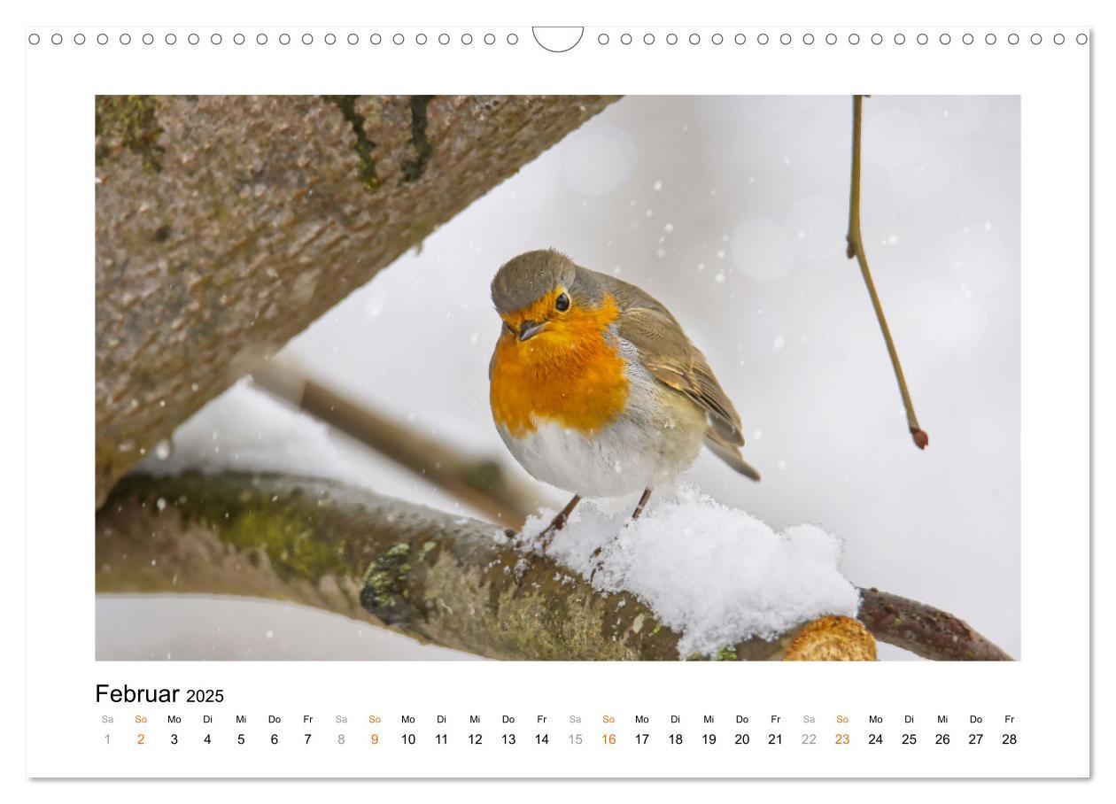 Bild: 9783383914829 | Zauberhafte Rotkehlchen (Wandkalender 2025 DIN A3 quer), CALVENDO...