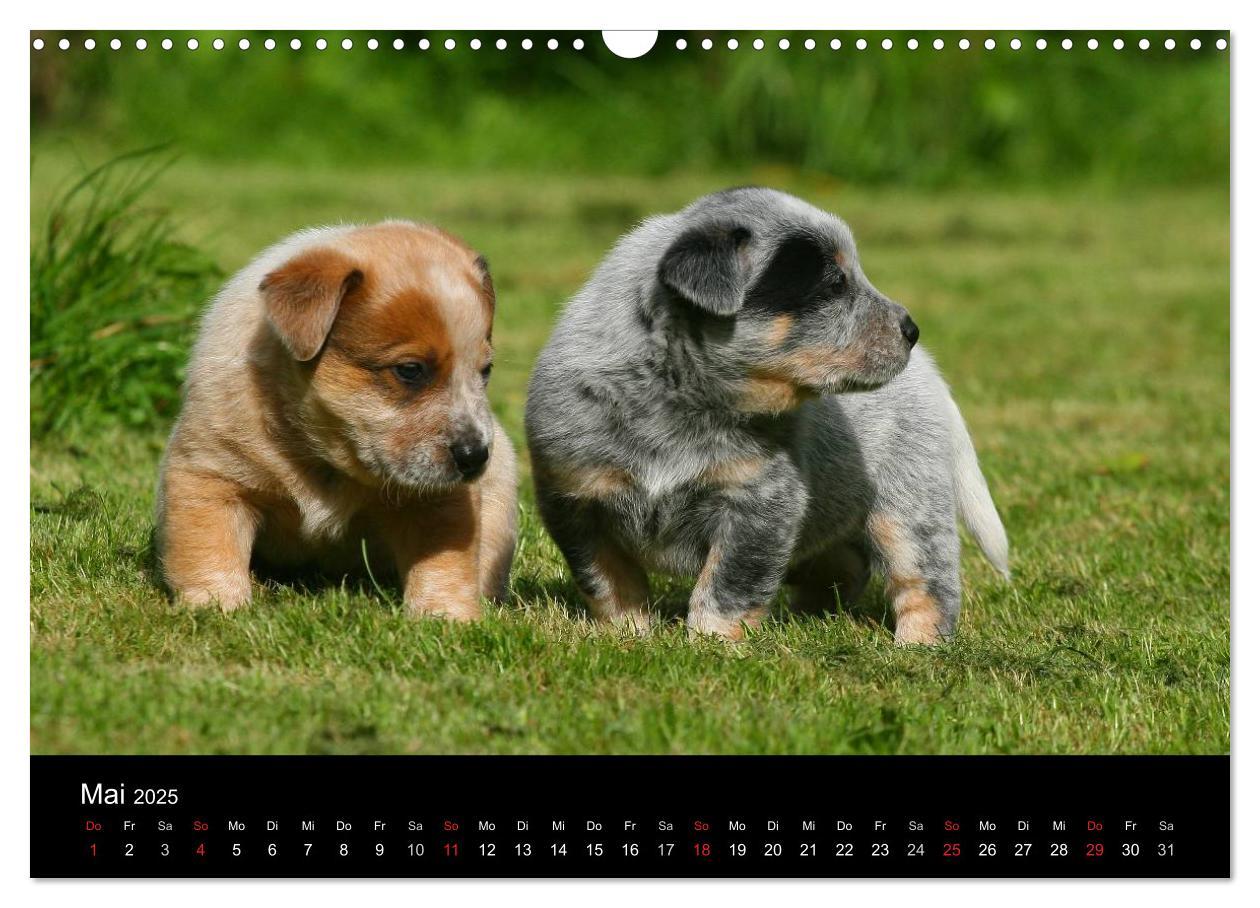 Bild: 9783435749539 | Australian Cattle Dog Welpen (Wandkalender 2025 DIN A3 quer),...