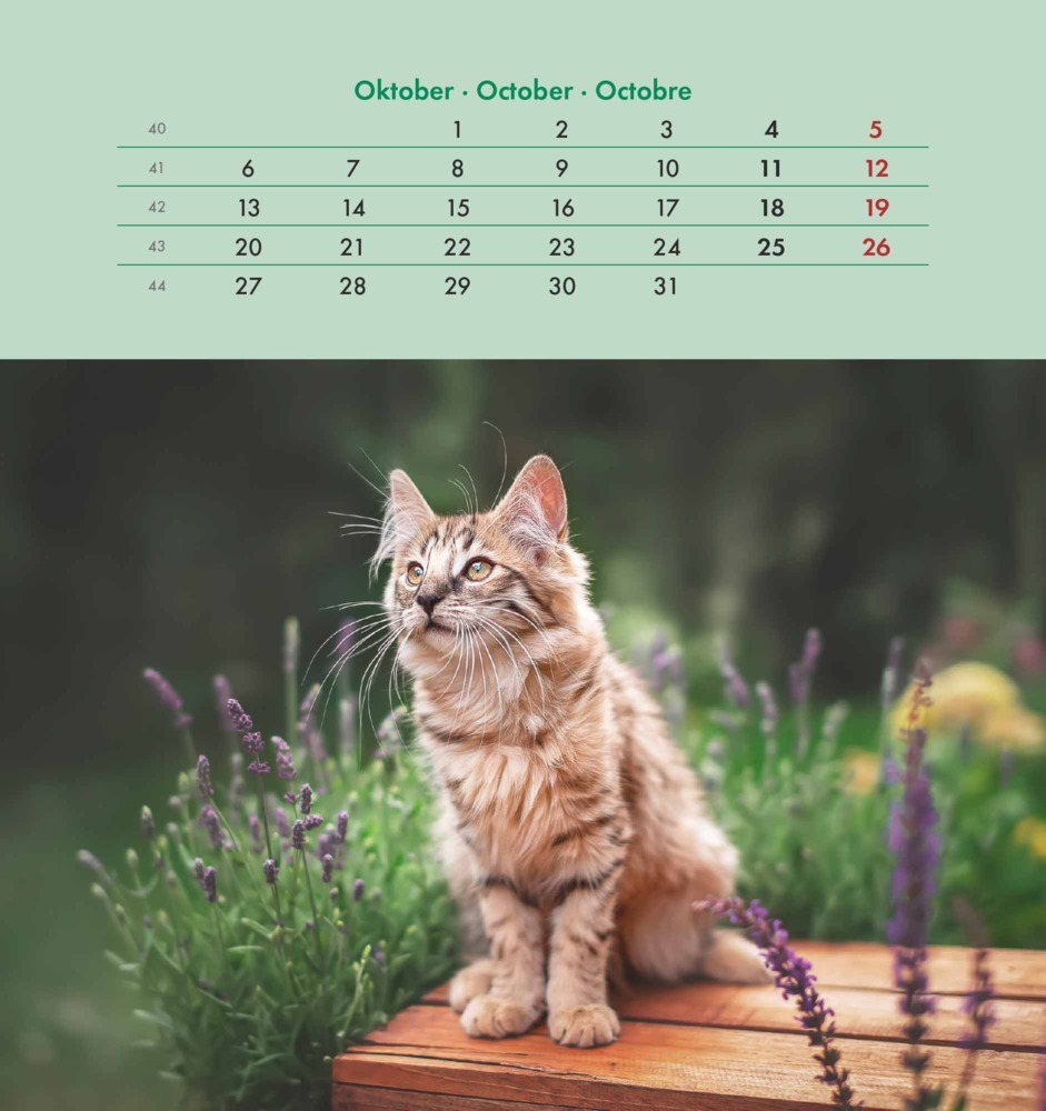 Bild: 4251732342296 | Alpha Edition - Schmusekatzen 2025 Postkartenkalender, 16x17cm,...