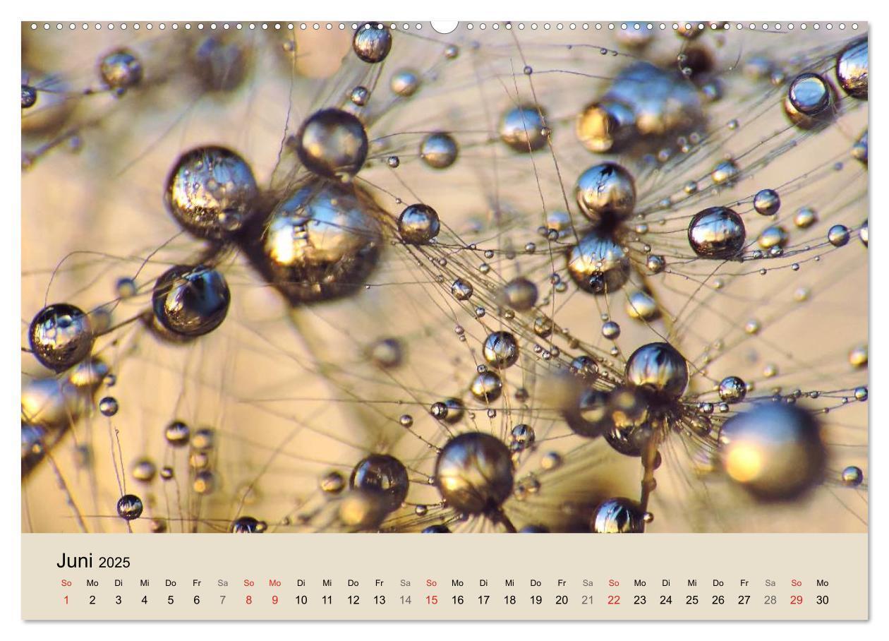 Bild: 9783435746316 | Naturjuwel Pusteblume (Wandkalender 2025 DIN A2 quer), CALVENDO...