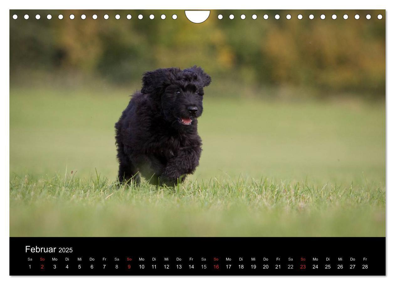 Bild: 9783435834389 | Hundewelpen (Wandkalender 2025 DIN A4 quer), CALVENDO Monatskalender