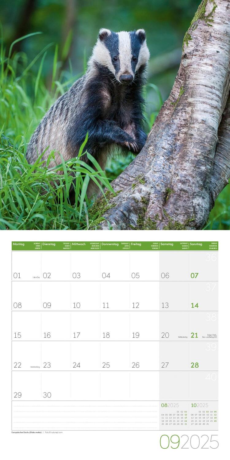 Bild: 9783838445267 | Heimische Wildtiere Kalender 2025 - 30x30 | Ackermann Kunstverlag