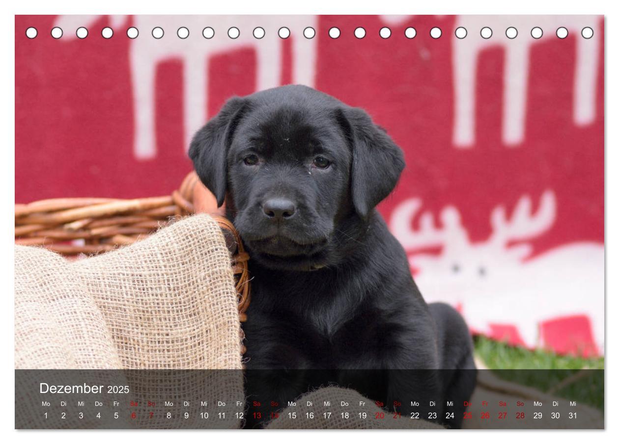 Bild: 9783435453672 | Labrador Retriever Welpen (Tischkalender 2025 DIN A5 quer),...