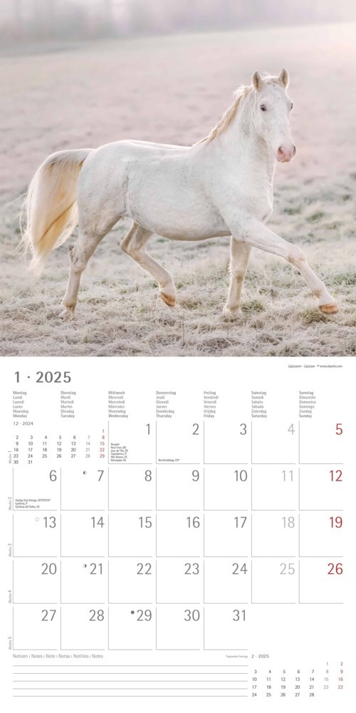 Bild: 4251732340704 | Pferde 2025 - Broschürenkalender 30x30 cm (30x60 geöffnet) -...