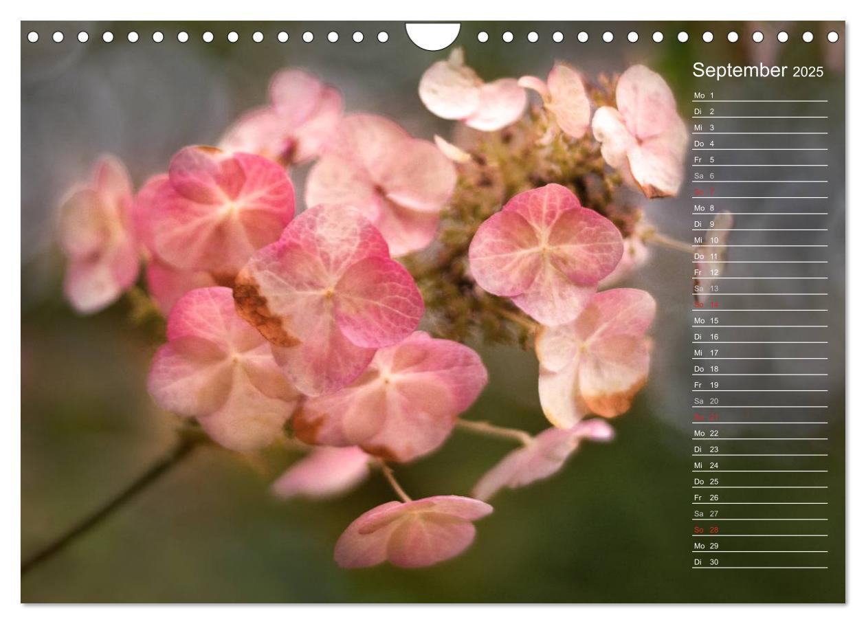 Bild: 9783435507412 | Die Hortensie und ihre vielen Gesichter (Wandkalender 2025 DIN A4...