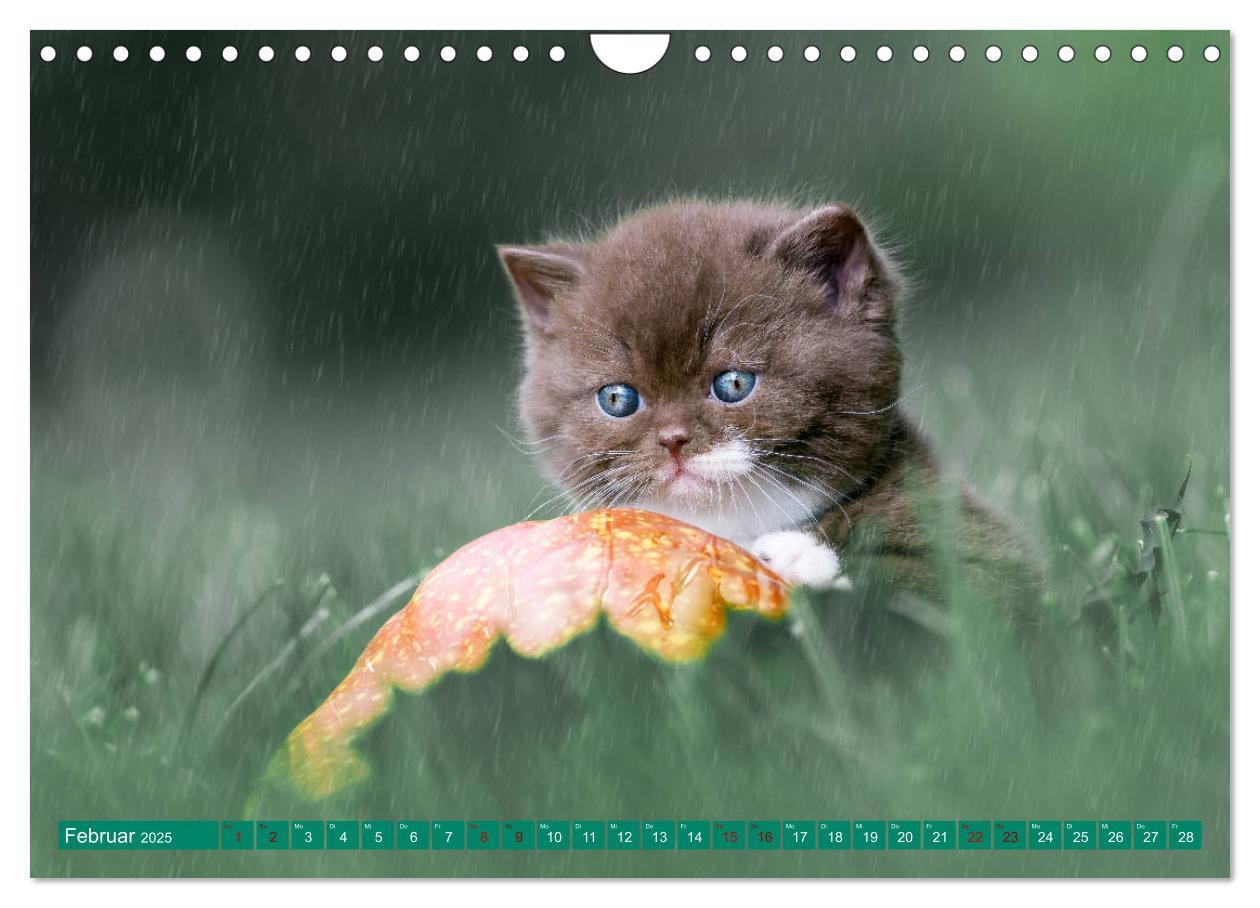 Bild: 9783435341788 | Katzenkinder - Britisch Kurzhaar (Wandkalender 2025 DIN A4 quer),...