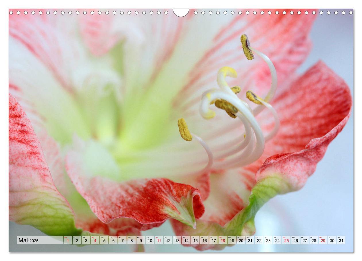 Bild: 9783435382514 | Amaryllis-Blüten (Wandkalender 2025 DIN A3 quer), CALVENDO...