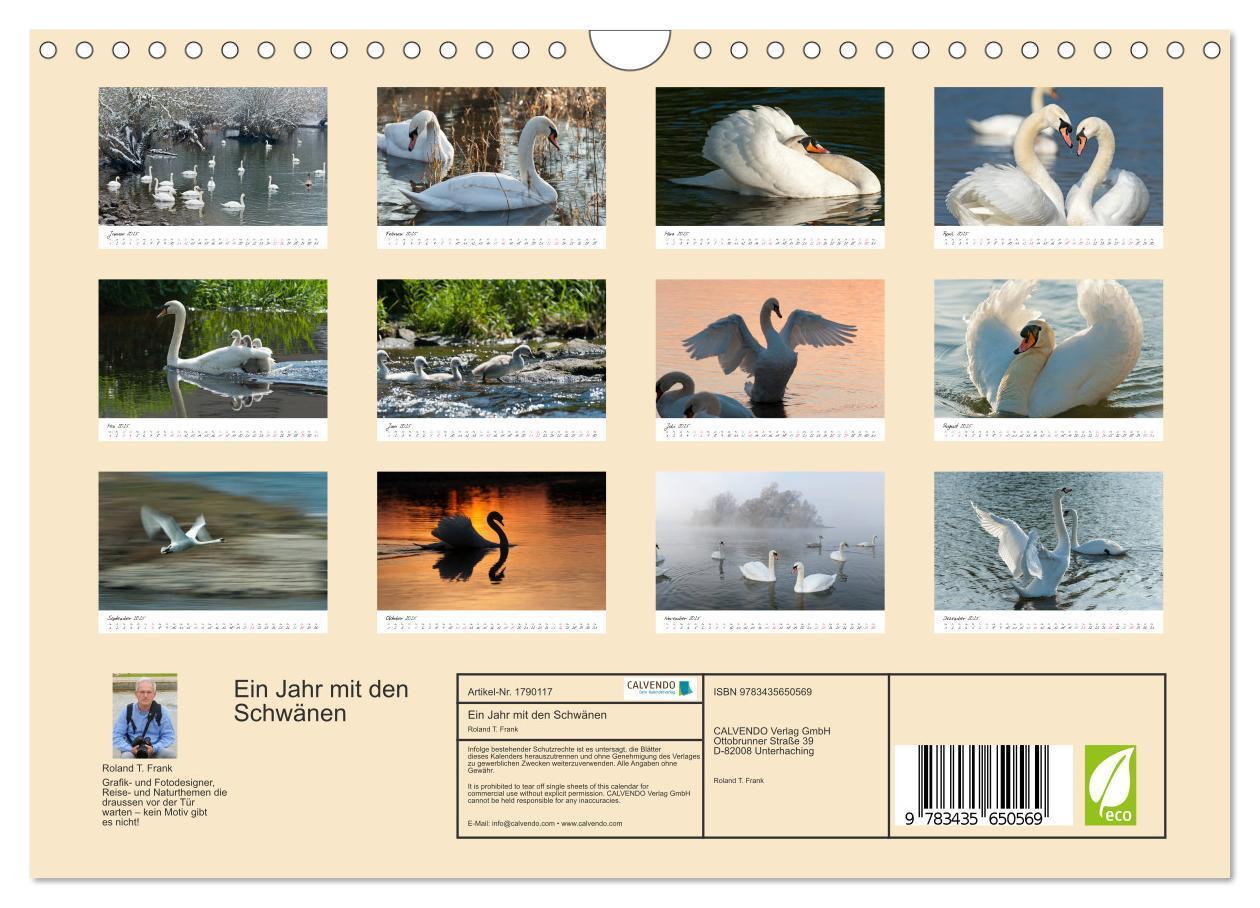 Bild: 9783435650569 | Ein Jahr mit den Schwänen (Wandkalender 2025 DIN A4 quer), CALVENDO...