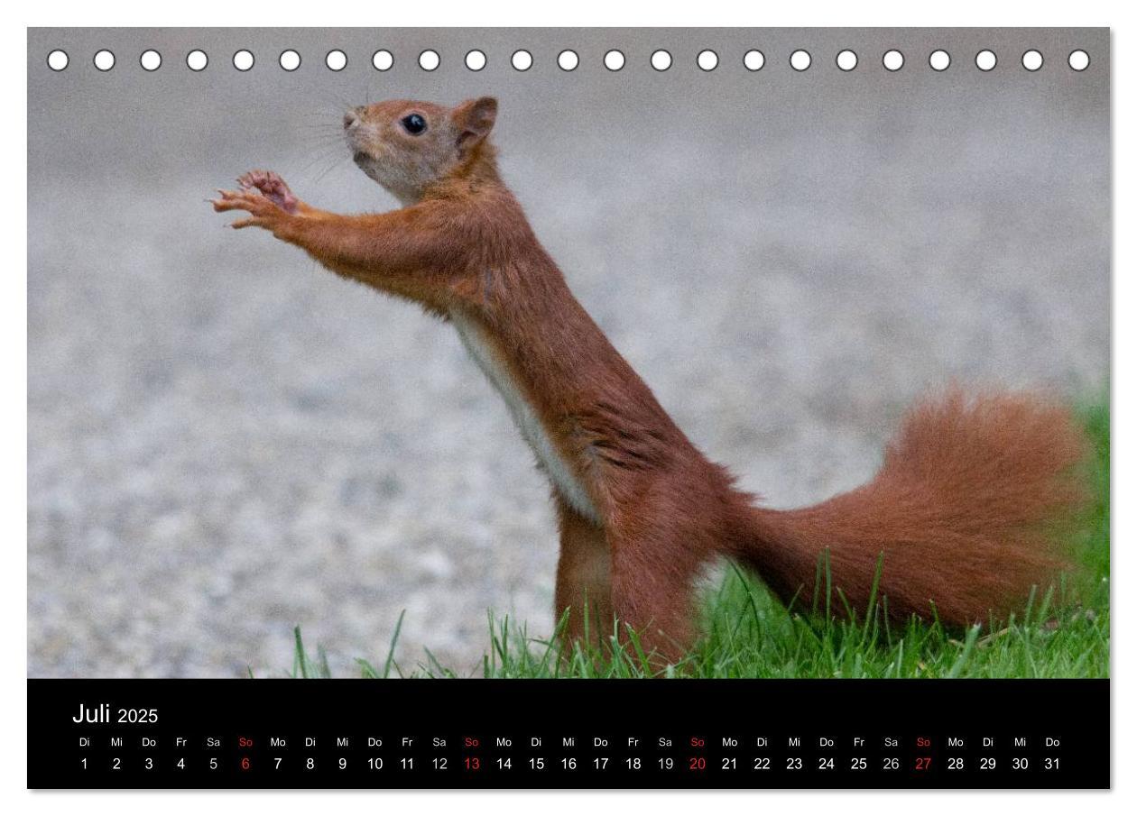 Bild: 9783435669271 | Mit dem Eichhörnchen durchs Jahr (Tischkalender 2025 DIN A5 quer),...