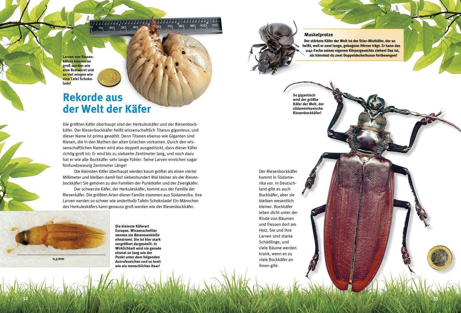 Bild: 9783866594722 | Entdecke die Käfer | Frank Rossow | Buch | 64 S. | Deutsch | 2021