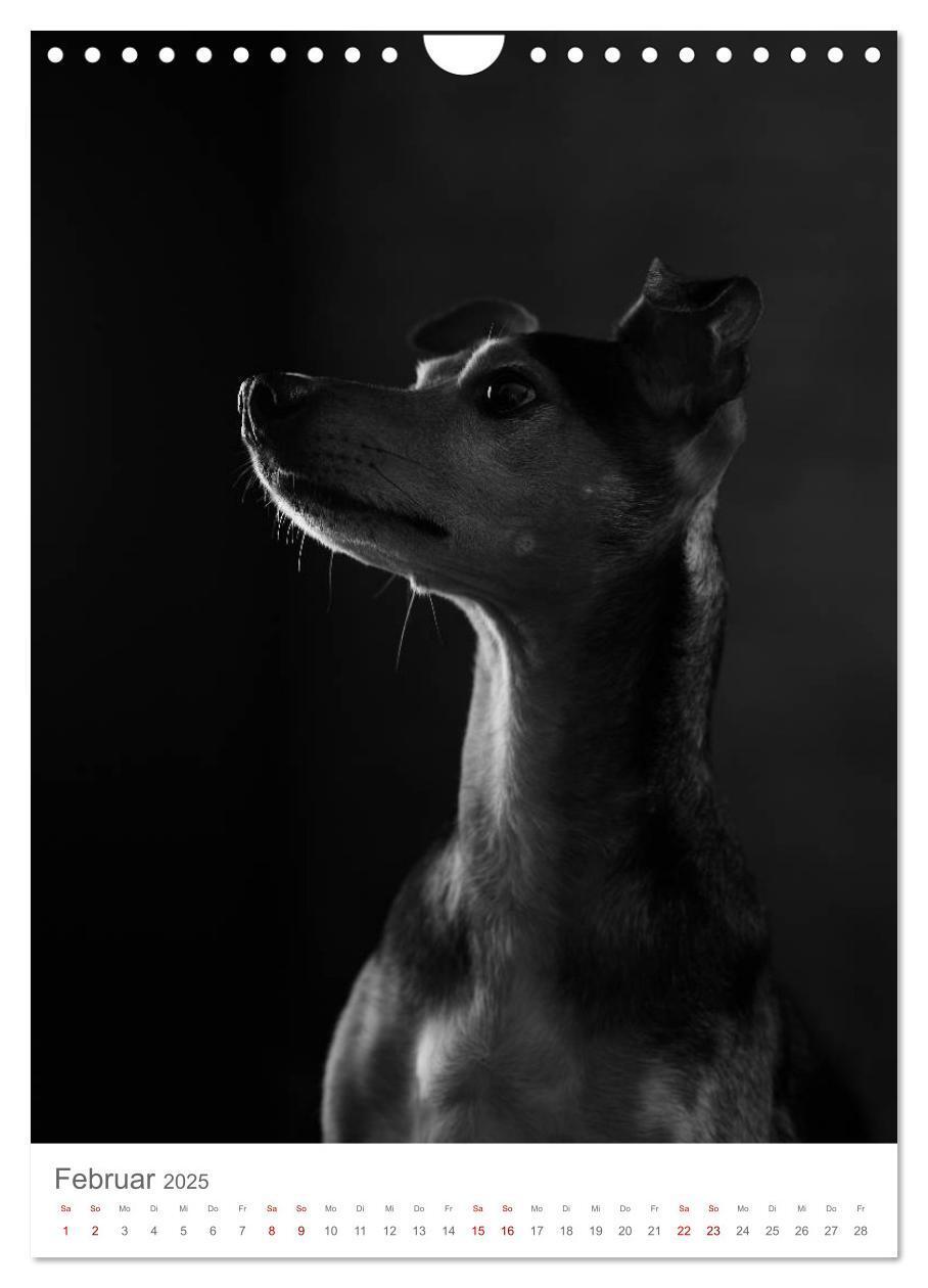 Bild: 9783435999491 | Fine Art Hundeportraits (Wandkalender 2025 DIN A4 hoch), CALVENDO...