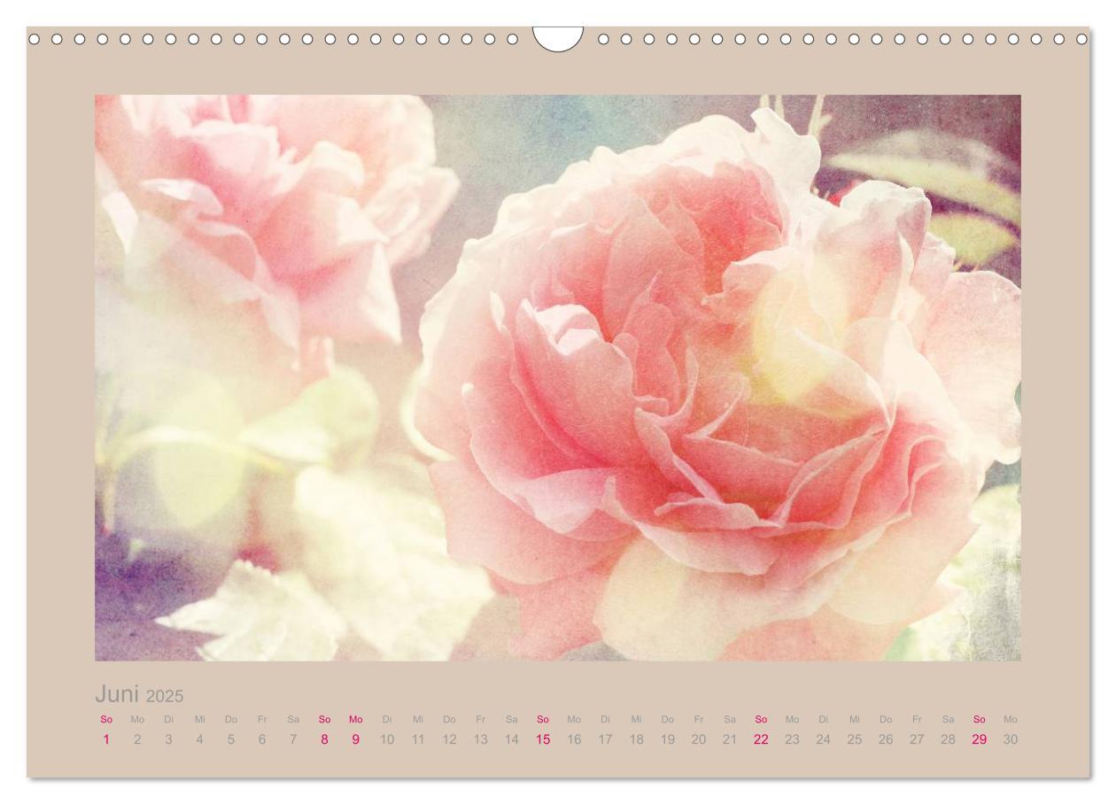 Bild: 9783435737130 | Romantische Rosen (Wandkalender 2025 DIN A3 quer), CALVENDO...