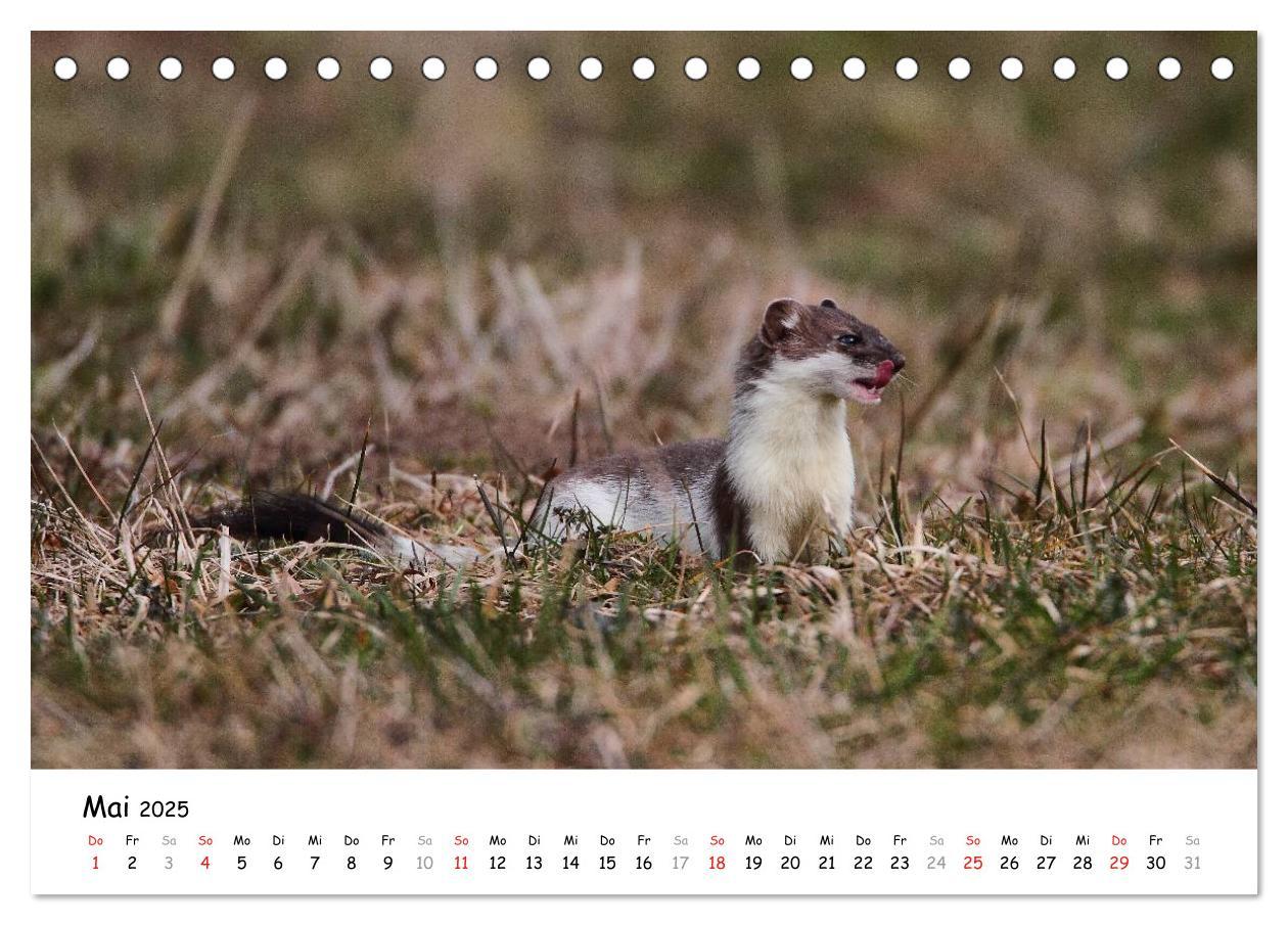 Bild: 9783435493548 | Hermelin - das wieselflinke Raubtier (Tischkalender 2025 DIN A5...