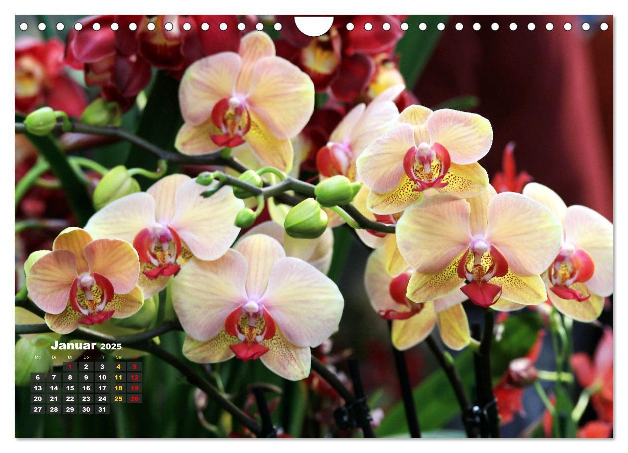 Bild: 9783383778551 | Prächtige Orchideen (Wandkalender 2025 DIN A4 quer), CALVENDO...