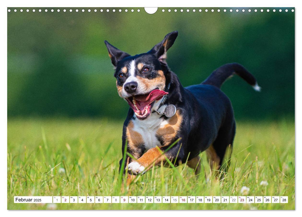 Bild: 9783435313051 | Mein bester Freund - Entlebucher Sennenhund (Wandkalender 2025 DIN...