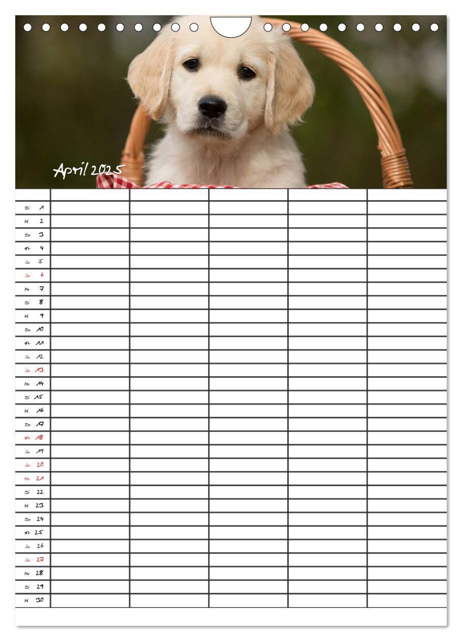 Bild: 9783457088562 | Familienplaner: Golden Retriever Welpen (Wandkalender 2025 DIN A4...