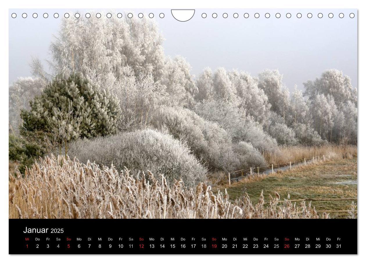 Bild: 9783435812363 | Baum-Variationen (Wandkalender 2025 DIN A4 quer), CALVENDO...