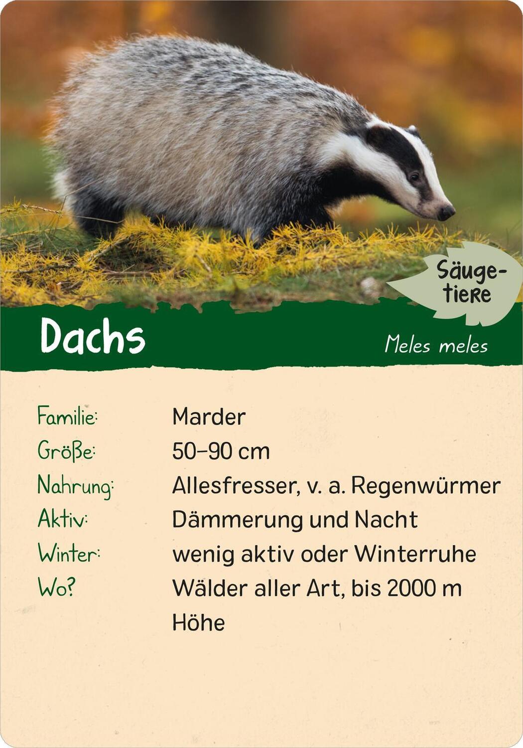 Bild: 9783845856605 | Naturforscher-Kids - Wald | 50 Karten | Eva Wagner | Taschenbuch