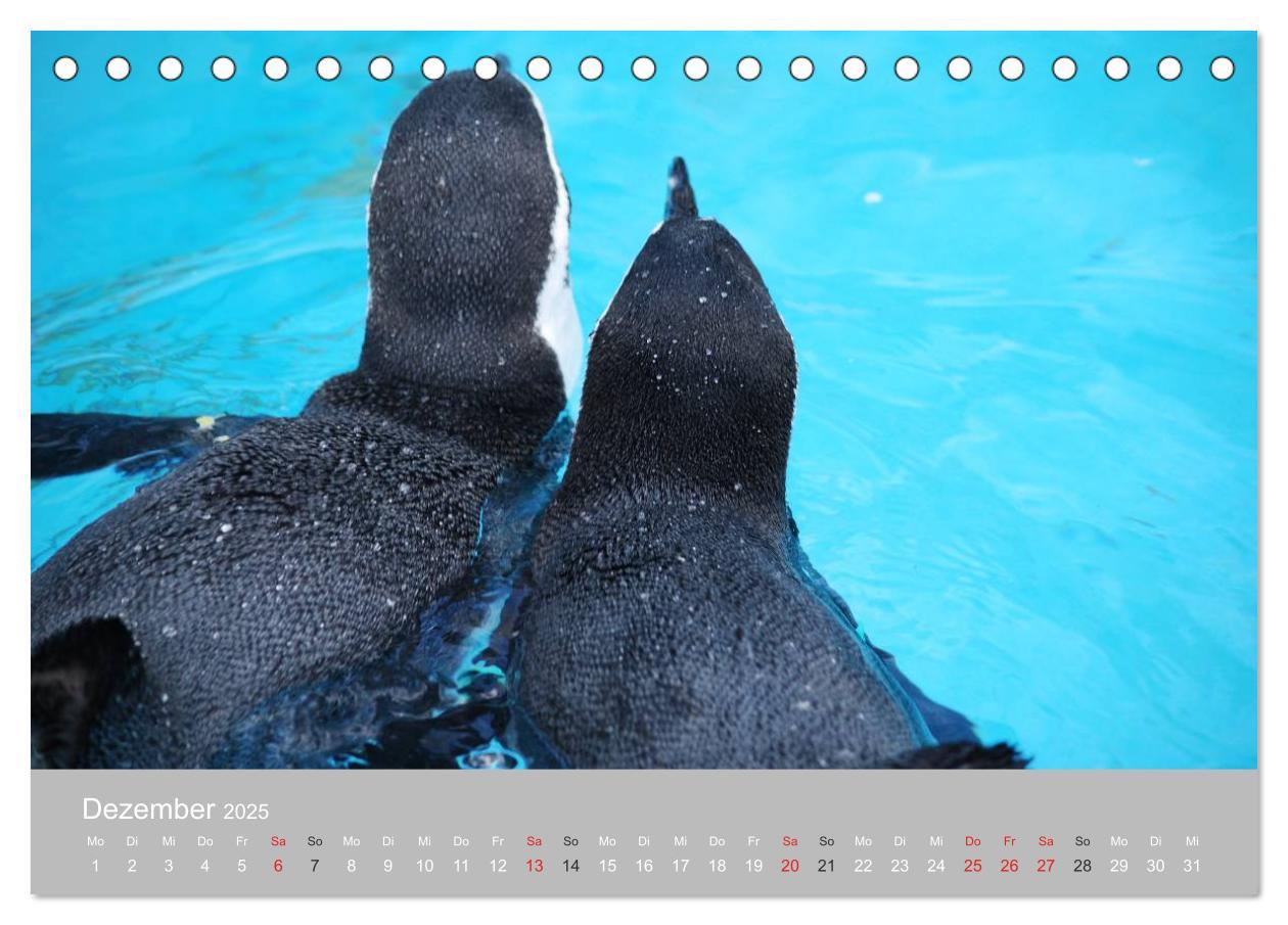 Bild: 9783435789092 | Pinguine 2025 (Tischkalender 2025 DIN A5 quer), CALVENDO...