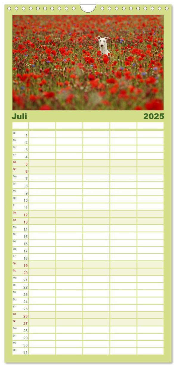 Bild: 9783457112526 | Familienplaner 2025 - Der Windhundekalender mit 5 Spalten...