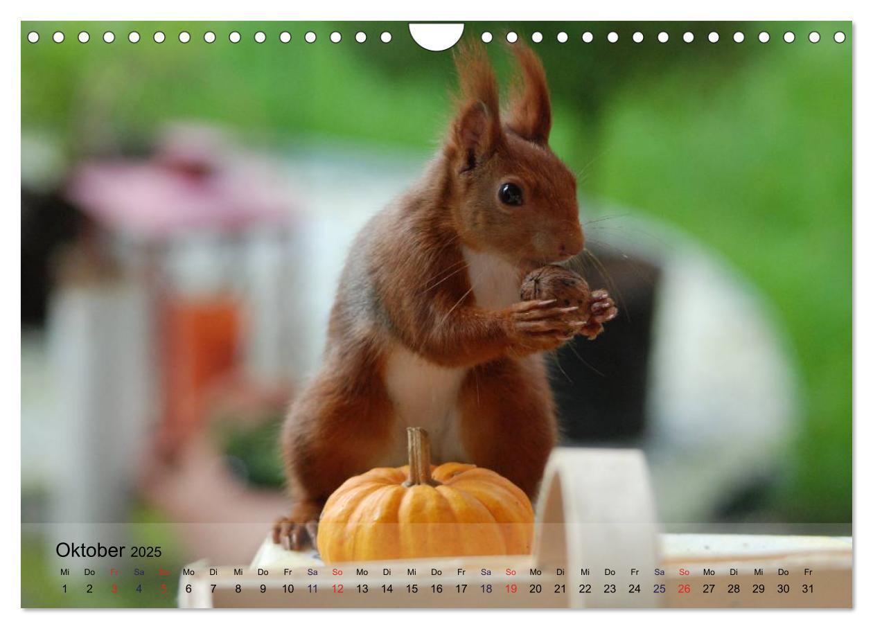 Bild: 9783435587469 | Spaß mit Eichhörnchen! (Wandkalender 2025 DIN A4 quer), CALVENDO...