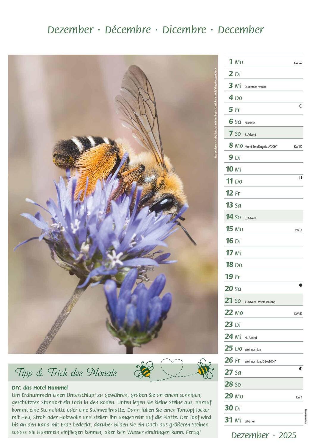 Bild: 4251732344399 | Bienen 2025 23,7x34 | Alpha Edition | Kalender | 28 S. | Deutsch