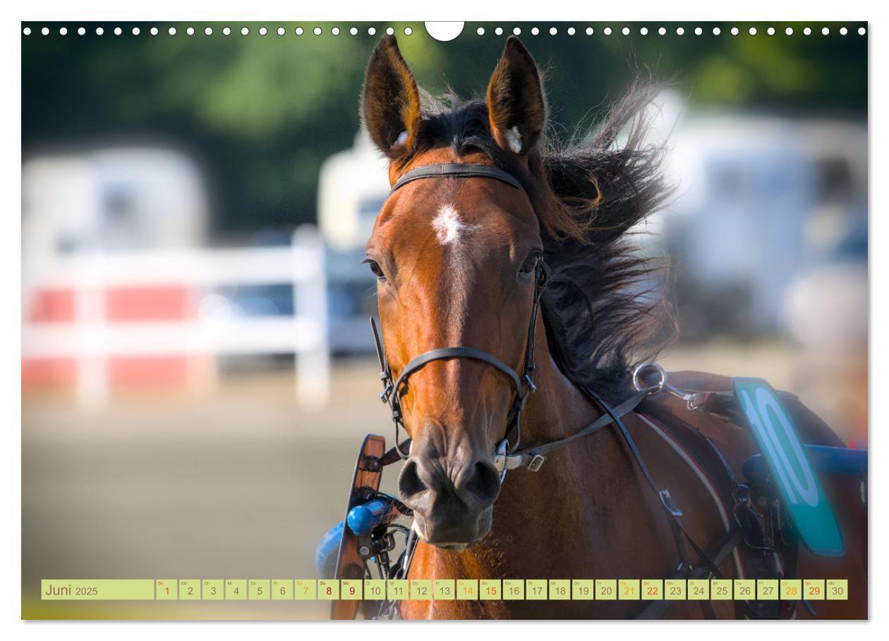 Bild: 9783383844072 | Rennpferde - Gesichter erzählen (Wandkalender 2025 DIN A3 quer),...