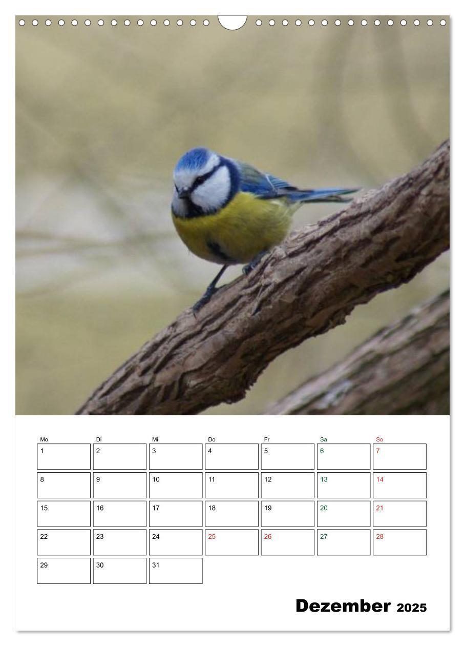 Bild: 9783457079669 | Heimische Singvögel (Wandkalender 2025 DIN A3 hoch), CALVENDO...