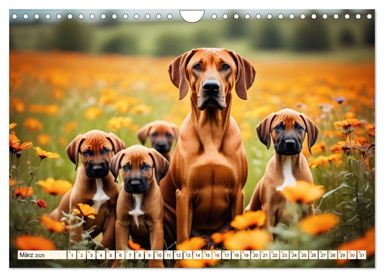 Bild: 9783457146033 | Rhodesian Ridgeback - Athlet mit Rückenkamm (Wandkalender 2025 DIN...