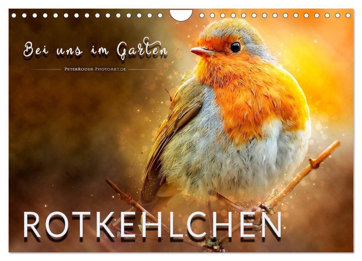 Cover: 9783435334100 | Bei uns im Garten - Rotkehlchen (Wandkalender 2025 DIN A4 quer),...