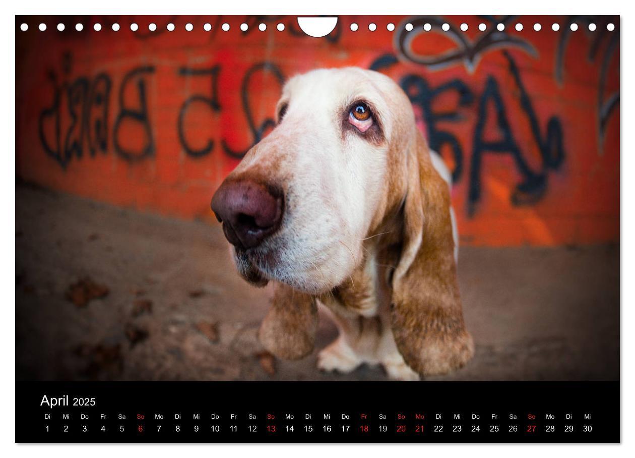 Bild: 9783457183274 | Der Basset, eine LANGE und besondere Liebe (Wandkalender 2025 DIN...