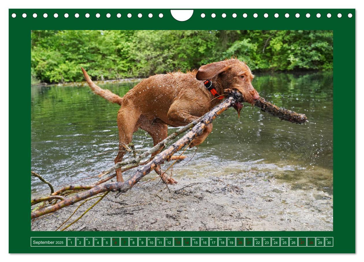 Bild: 9783383962295 | Faszination Magyar Vizsla am See (Wandkalender 2025 DIN A4 quer),...