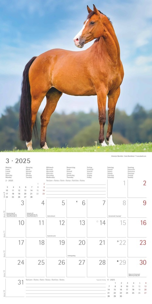 Bild: 4251732340704 | Pferde 2025 - Broschürenkalender 30x30 cm (30x60 geöffnet) -...