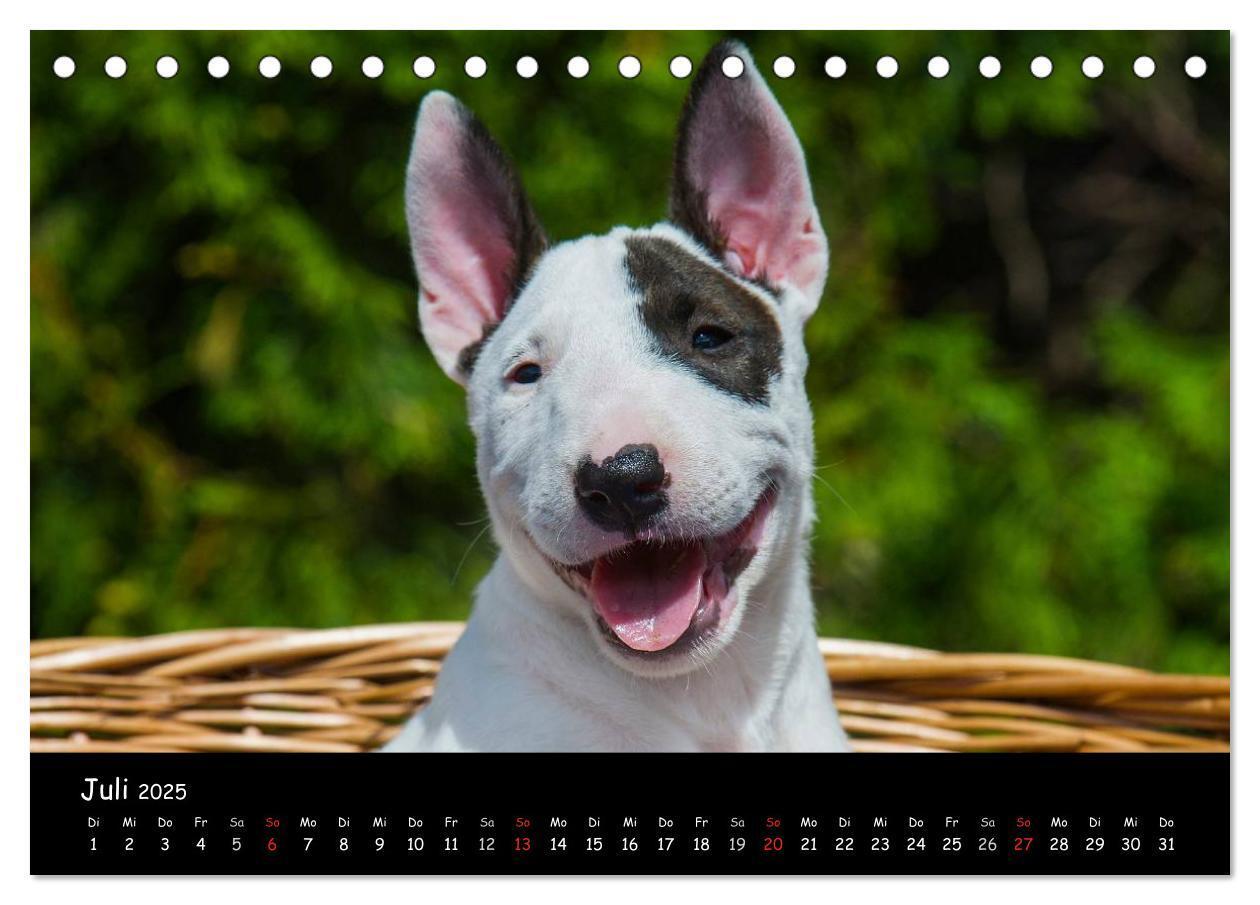 Bild: 9783435767694 | Bullterrier (Tischkalender 2025 DIN A5 quer), CALVENDO Monatskalender