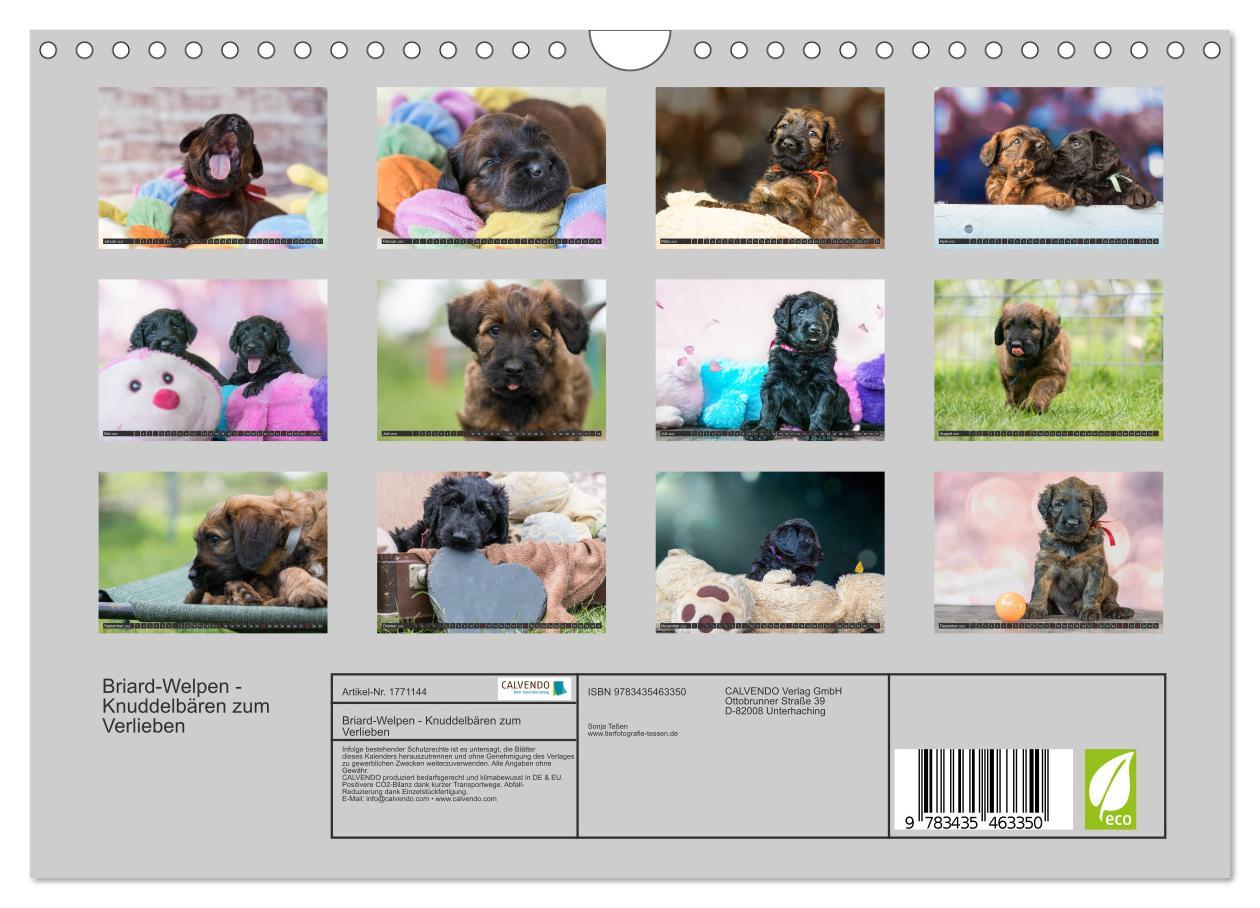 Bild: 9783435463350 | Briard-Welpen - Knuddelbären zum Verlieben (Wandkalender 2025 DIN...