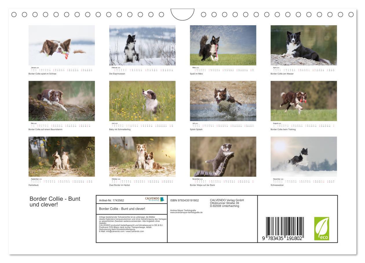 Bild: 9783435191802 | Border Collie - Bunt und clever! (Wandkalender 2025 DIN A4 quer),...