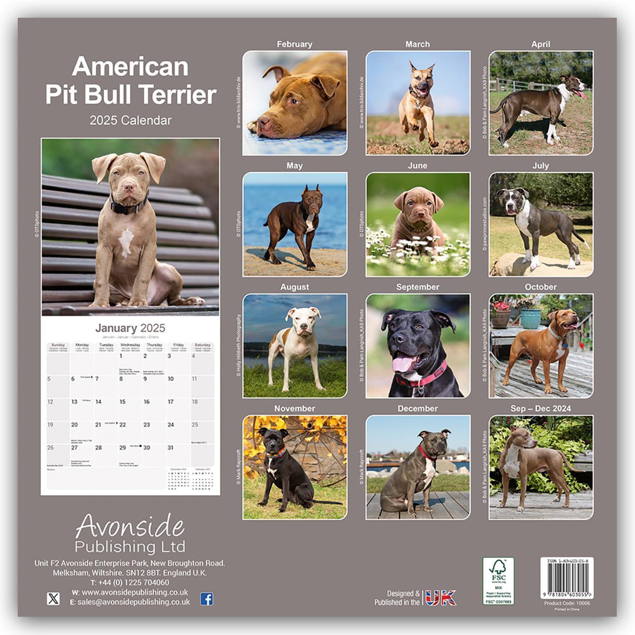 Rückseite: 9781804603055 | American Pit Bull Terrier 2025 - 16-Monatskalender | Ltd | Kalender