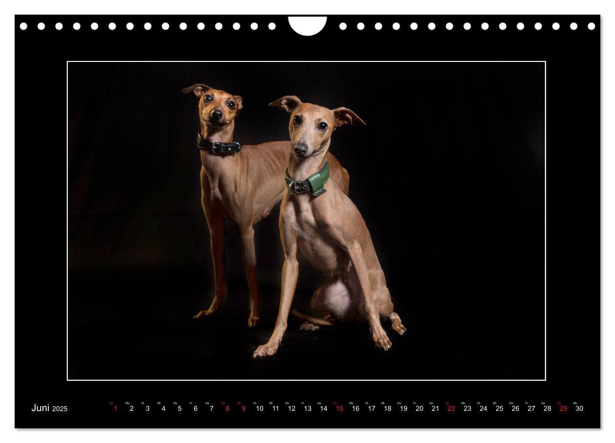 Bild: 9783435177707 | Windhunde - Schnelle Schönheiten (Wandkalender 2025 DIN A4 quer),...