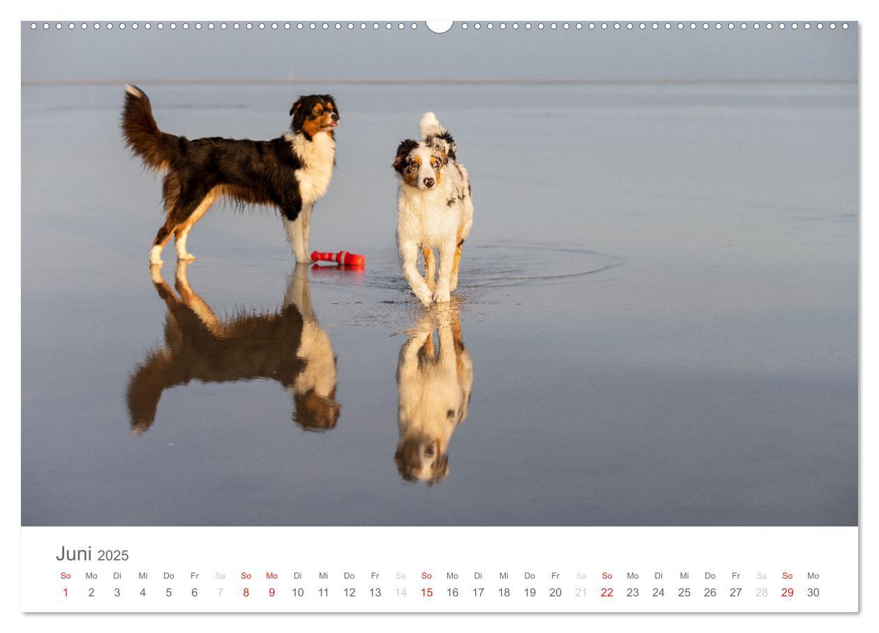 Bild: 9783435672189 | Australian Shepherd 2025 (Wandkalender 2025 DIN A2 quer), CALVENDO...