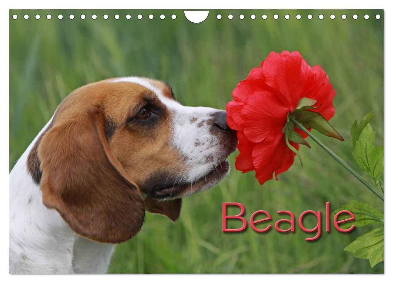 Cover: 9783435746859 | Beagle (Wandkalender 2025 DIN A4 quer), CALVENDO Monatskalender | Berg