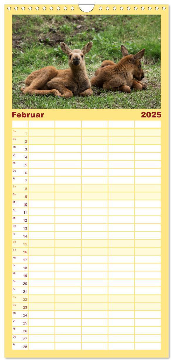 Bild: 9783457115589 | Familienplaner 2025 - Tierbabys 2025 mit 5 Spalten (Wandkalender,...