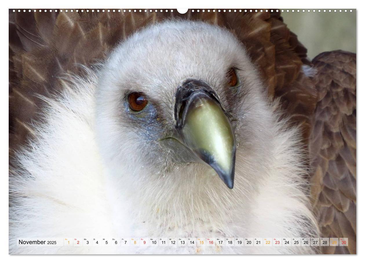 Bild: 9783435550135 | Majestätische Greifvögel (hochwertiger Premium Wandkalender 2025...