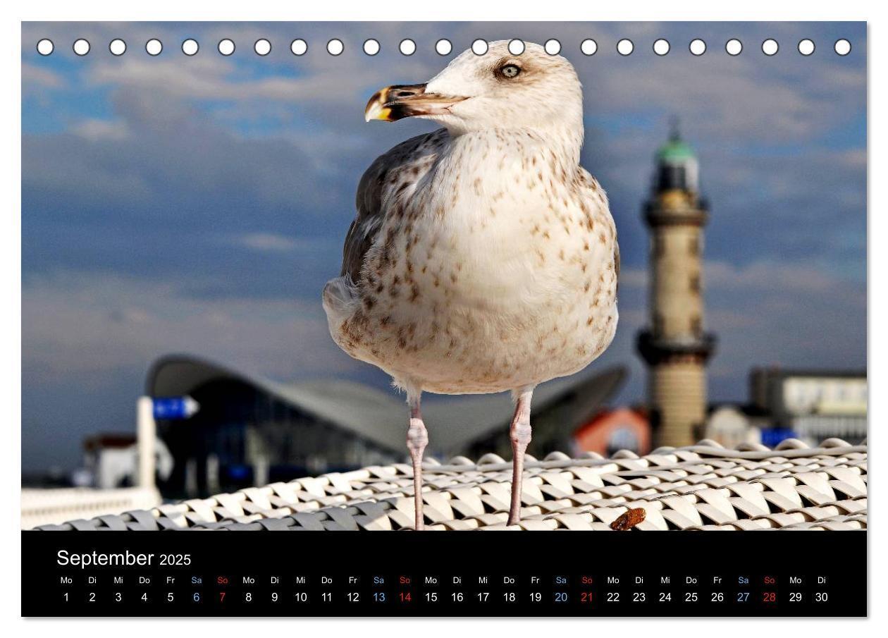 Bild: 9783435707270 | Warnemünde - Maritime Landschaften (Tischkalender 2025 DIN A5...