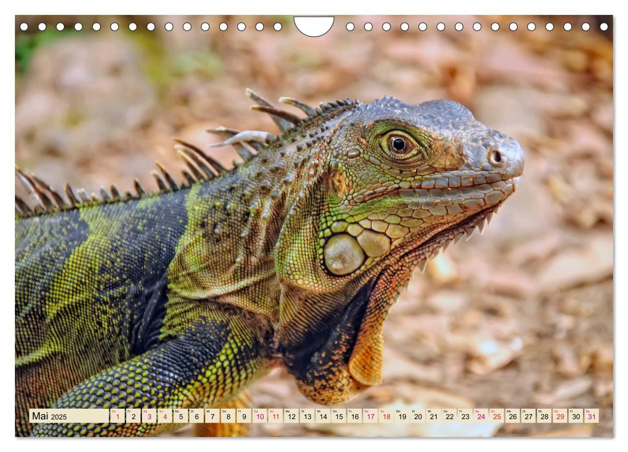 Bild: 9783435335930 | Wunderschöner Leguan (Wandkalender 2025 DIN A4 quer), CALVENDO...