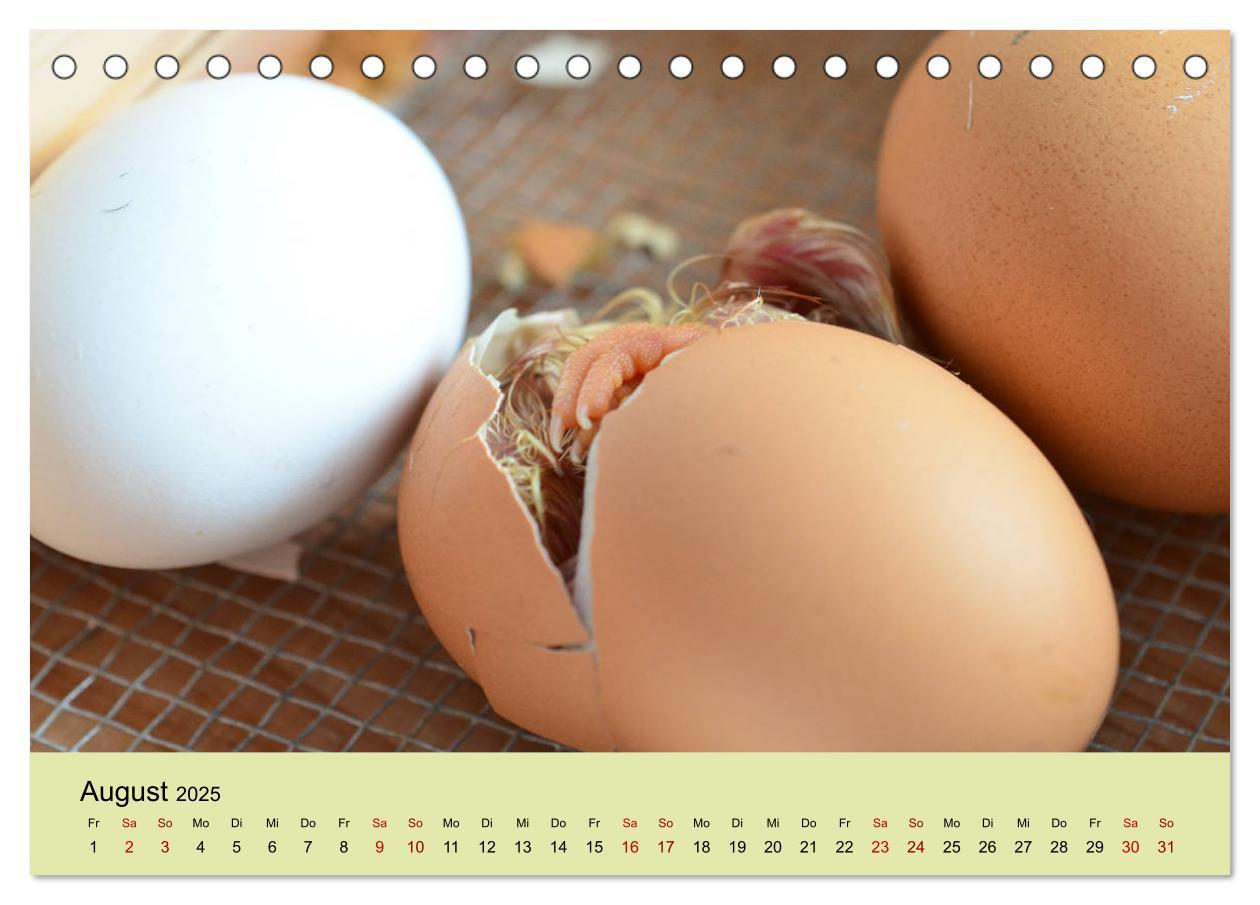 Bild: 9783435335893 | Vom Ei zum Huhn. Die Entwicklung von Küken (Tischkalender 2025 DIN...