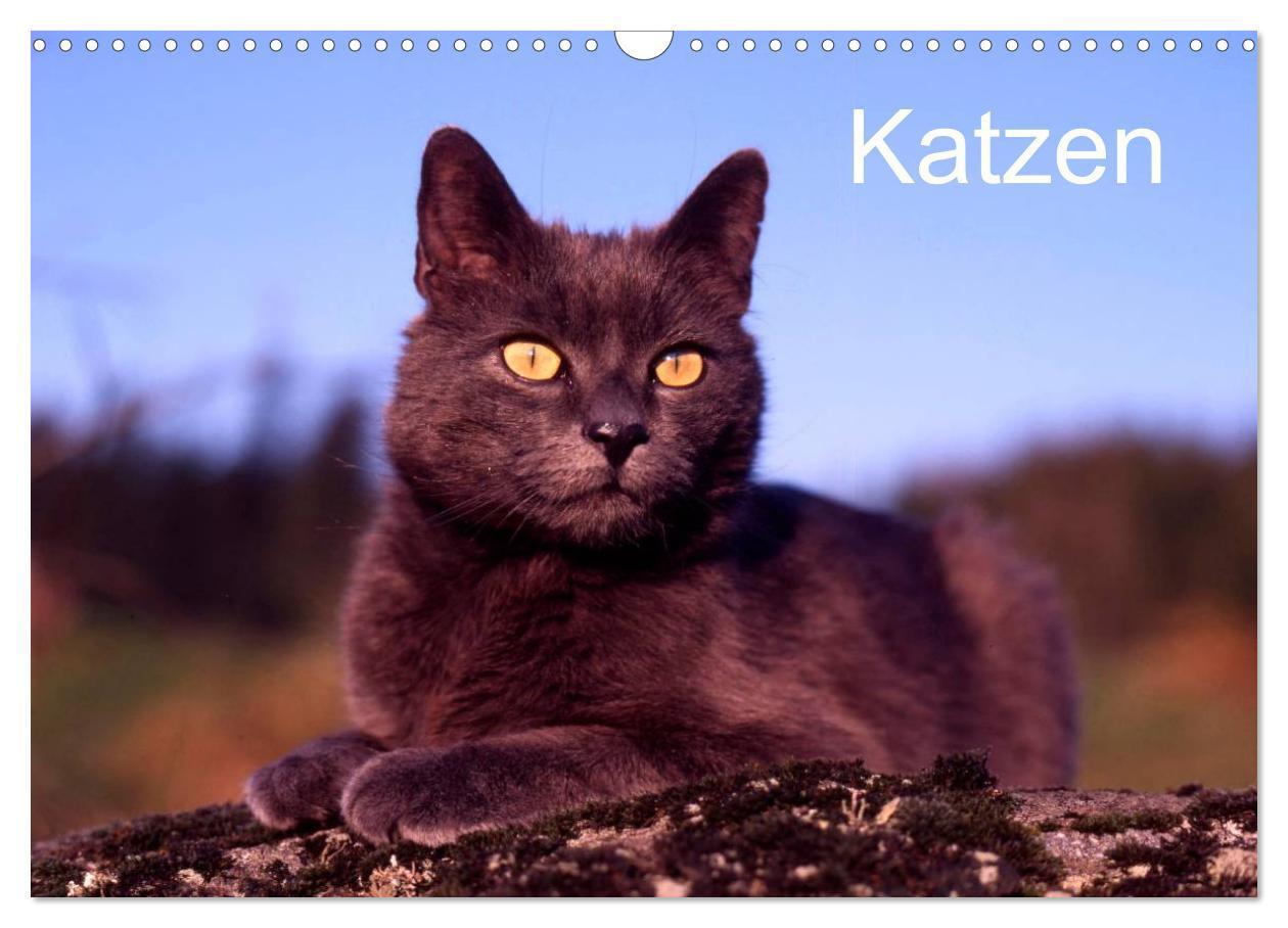 Cover: 9783435821259 | Katzen (Wandkalender 2025 DIN A3 quer), CALVENDO Monatskalender | 2025