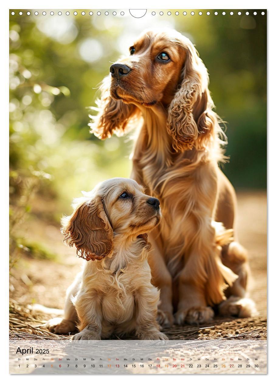 Bild: 9783383765421 | Cocker Spaniel - ein Hund für die Familie (Wandkalender 2025 DIN A3...